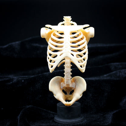 Skelly